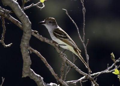 La Sagra's Flycatcher