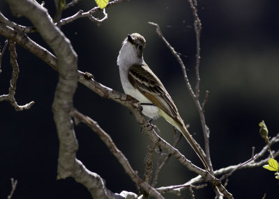 La Sagra's Flycatcher