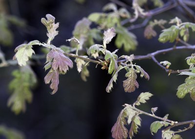 Black Oak (Quercus kelloggii)