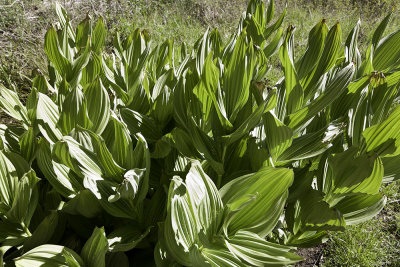 Corn Lily (Veratrum californicum)