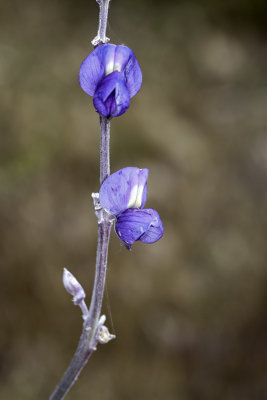 Coulter Lupine (Lupinus sparsiflorus)