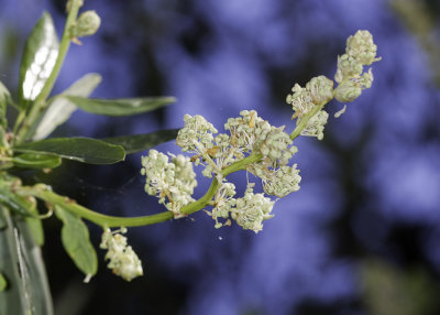 Palmer Lilac (Ceanothus palmeri)