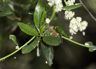Palmer Lilac (Ceanothus palmeri)
