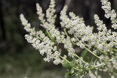 Palmer Lilac (Ceanothus palmeri)