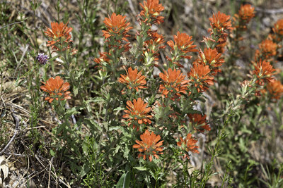 Pine Paintbrush (Castilleja applegatei martinii)