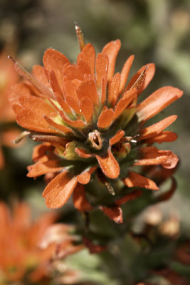 Pine Paintbrush (Castilleja applegatei martinii)