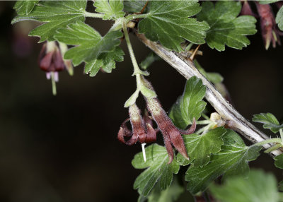 Sierra Gooseberry (Ribes roezlii)
