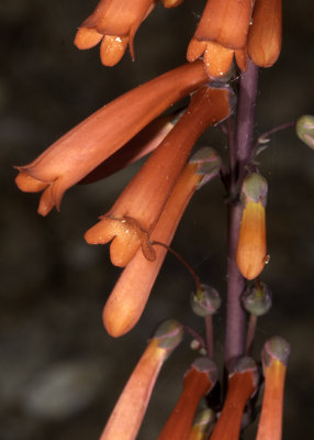 Scarlet Bugler (Penstemon centranthifolius)