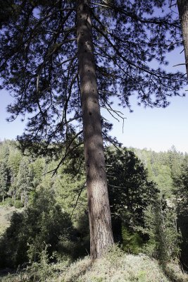 Yellow (Ponderosa) Pine - cone (Pinus ponderosa)
