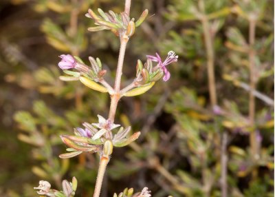 Alkali Heath (Frankenia grandiflora)