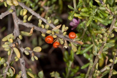 Coast Desert-Thorn (Lycium californicum)