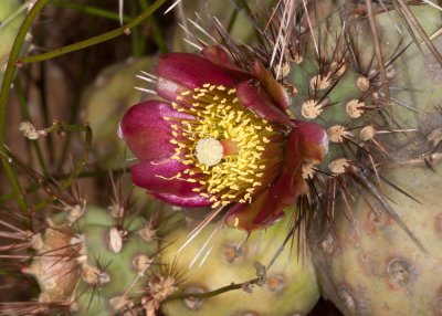 Coastal  Cholla (Cylindropuntia prolifera)