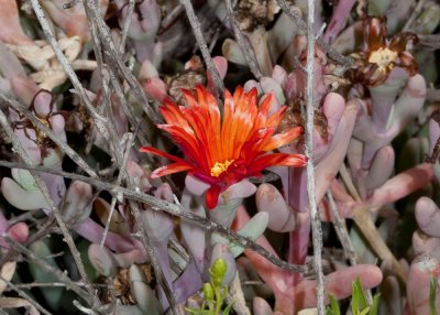 Coppery Mesemb or Iceplant (Malephora crocea)