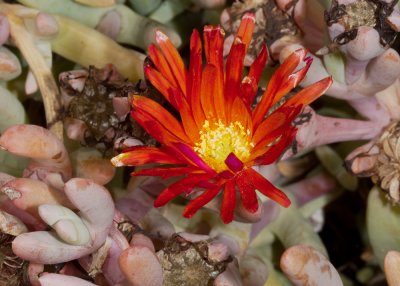 Coppery Mesemb or Iceplant (Malephora crocea)