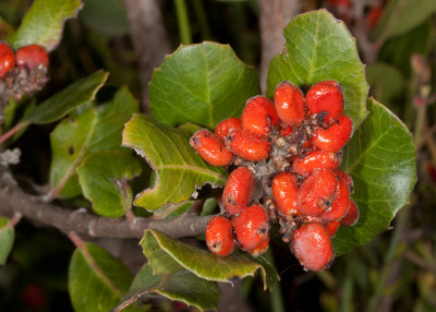 Lemonadeberry  (Rhus integrifolia)