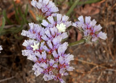 Sea Lavender (Limonium sinuatum)