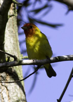 Western Tanager