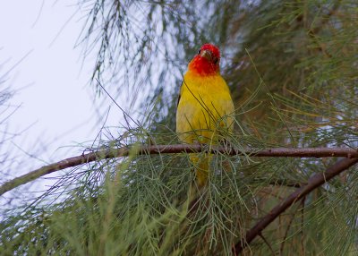 Western Tanager