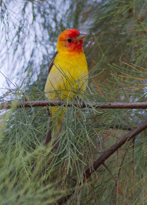Western Tanager