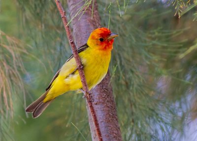 Western Tanager