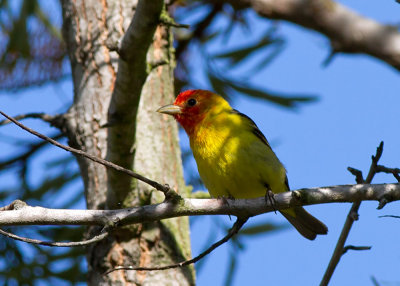 Western Tanager