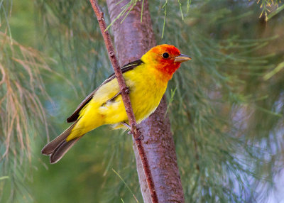 Western Tanager