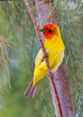 Western Tanager