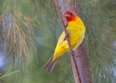 Western Tanager