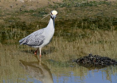 Yelllow-crowned Night Heron