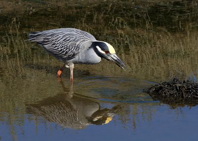 Yelllow-crowned Night Heron