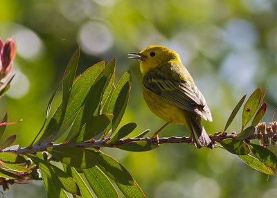 Yellow Warbler