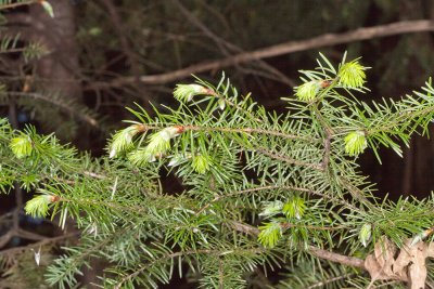 Big Cone Douglas Fir (Pseudotsuga macrocarpa)