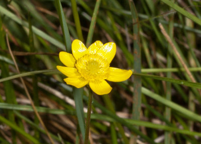 California Buttercup (Ranunculus californicus)