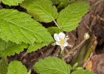California Blackberry (Rubus ursinus)