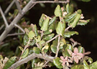 IInterior Live Oak (Quercus agrifolia agrifolia)