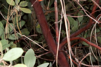 Eastwood Manzanita (Arctostaphylos glandulosa)