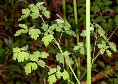 Meadowrue (Thalictrum fendleri)