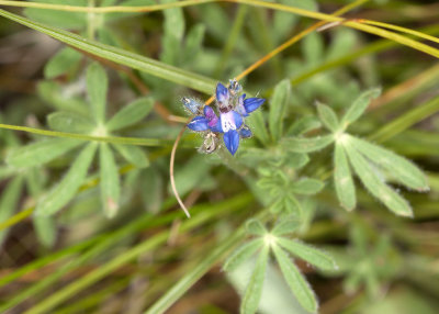 Minature Lupine (:Lupinus bicolor)