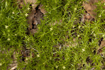 Moss Bedstraw (Galium andrewsii)