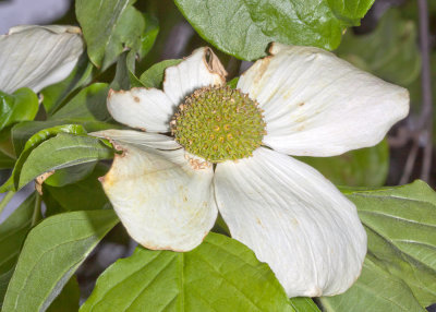 Mountain Dogwood (Cornus nuttallii)