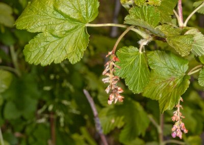 Mountain Pink Current (Ribes nevadense)
