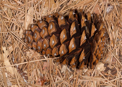 Jeffery Pine (Pinus jeffreyii) cone