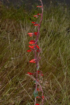Scarlet Bugler (Penstemon centranthifolius)