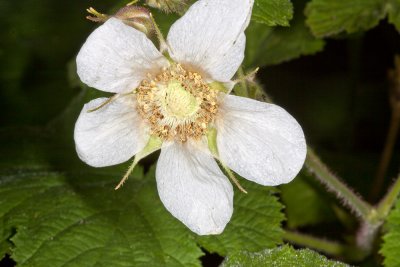 Thimbleberry (Rubus parviflorus )