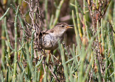 Marsh Wren