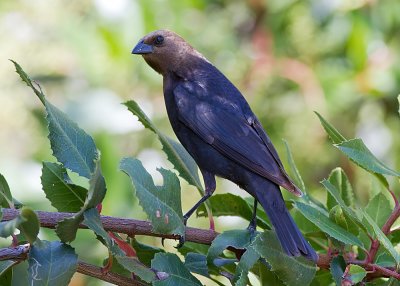 Brown-headed Cowbird