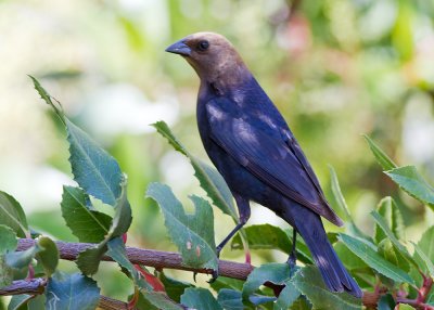 Brown-headed Cowbird