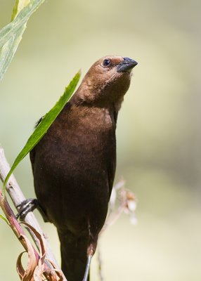 Brown-headed Cowbird