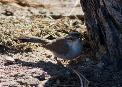 Bewick's Wren