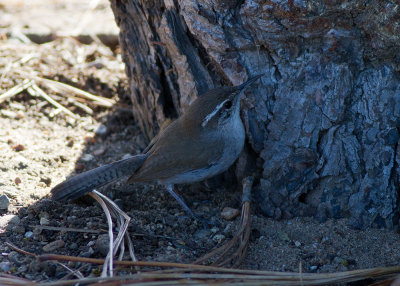 Bewick's Wren